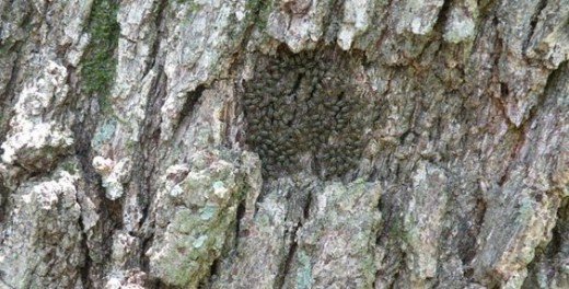 bark licejpg